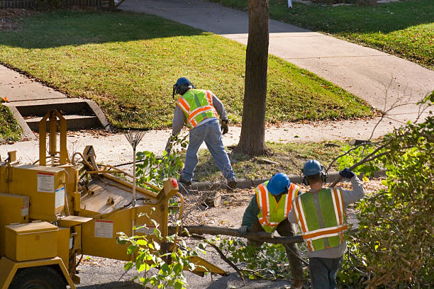 How Our Tree Care Process Works  in Valdese, NC